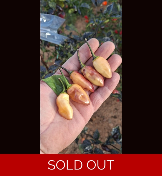 NEYDE PEACH SAVINA (f5)->(f6) (10+seeds)